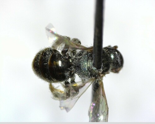 iNaturalist observation photo of Incomplete Sweat Bee