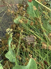 Lithobates onca