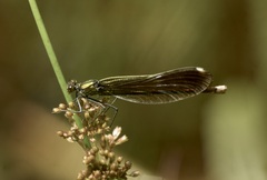 Calopteryx aequabilis