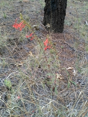 Ipomopsis aggregata formosissima