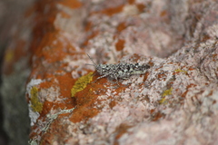 Leuronotina ritensis
