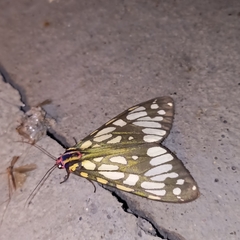 Callindra principalis