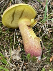 Baorangia rufomaculata