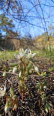 Sedum pusillum