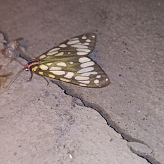 Callindra principalis