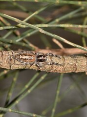 Sandalodes bipenicillatus