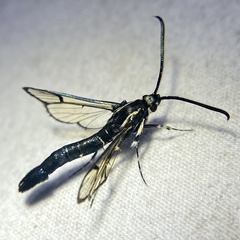 Synanthedon pictipes