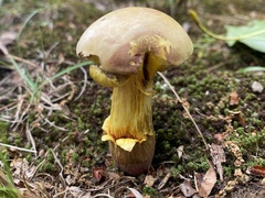 Baorangia rufomaculata