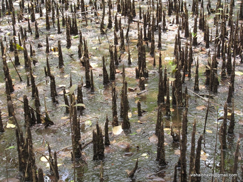 Apple Mangrove