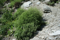 Artemisia gmelinii