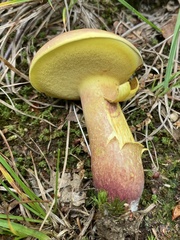 Baorangia rufomaculata
