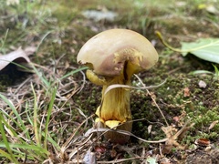 Baorangia rufomaculata