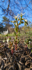 Sedum pusillum
