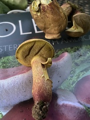 Baorangia rufomaculata