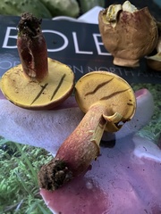 Baorangia rufomaculata