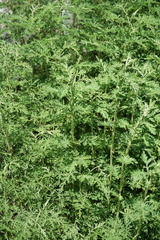 Artemisia gmelinii