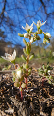 Sedum pusillum