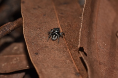 Salpesia