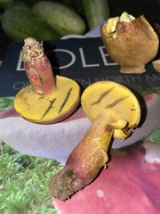 Baorangia rufomaculata