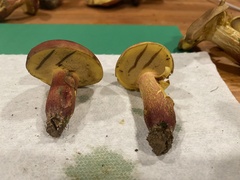 Baorangia rufomaculata