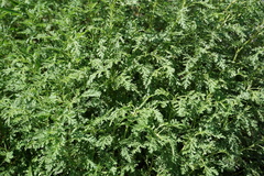 Artemisia gmelinii
