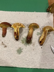 Baorangia rufomaculata