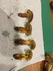 Baorangia rufomaculata