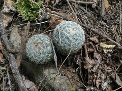 Mammillaria haageana elegans