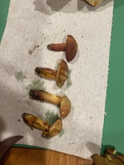 Baorangia rufomaculata