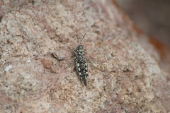 Leuronotina ritensis
