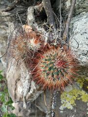 Mammillaria hamata