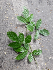 Paullinia