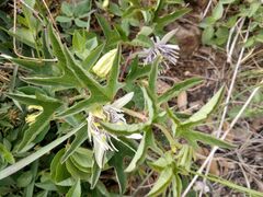Passiflora karwinskii