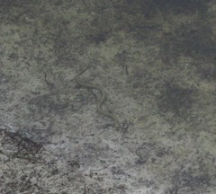Anguilla rostrata