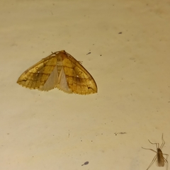 Xanthia rectilineata