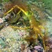 Golden Decorator Crab - Photo (c) David Spencer Muirhead, some rights reserved (CC BY-NC), uploaded by David Spencer Muirhead