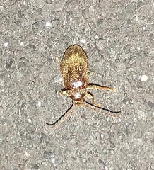 Ptilodactyla serricollis