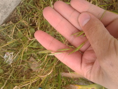 Bromus pitensis