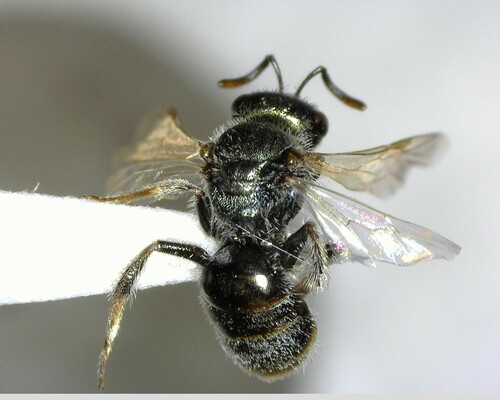iNaturalist observation photo of Incomplete Sweat Bee