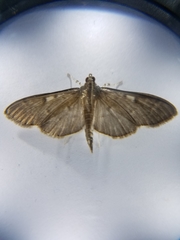 Herpetogramma sphingealis