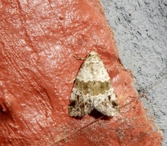 Maliattha signifera