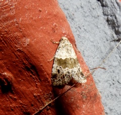 Maliattha signifera