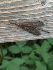 Brachynemurus nebulosus