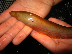 Spotted Knifefish photo 1