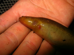 Spotted Knifefish photo 2