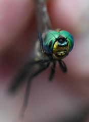 Somatochlora ensigera