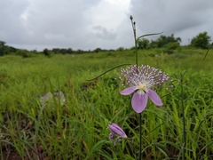 Cleome angulata