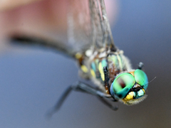 Somatochlora ensigera