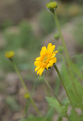 Lasianthaea podocephala