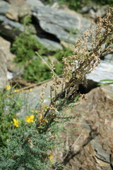 Myricaria bracteata